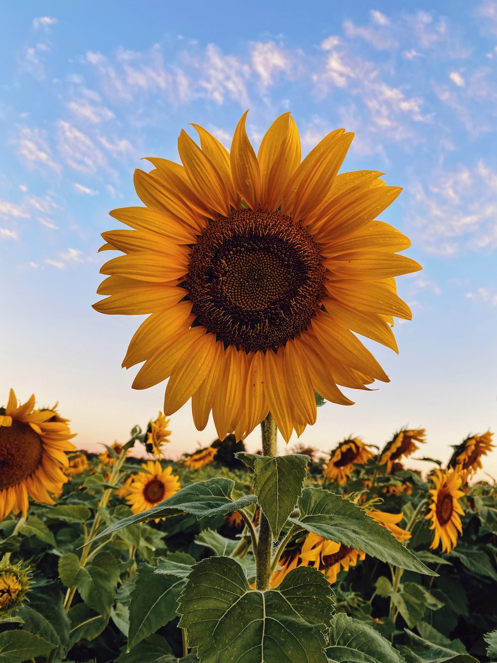 An image of a sunflower as my profile picture.
